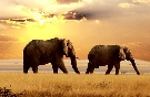 Ke�a  pozn�vac� z�jazd SAFARI - Slony v s�mraku - + Coral Key ****